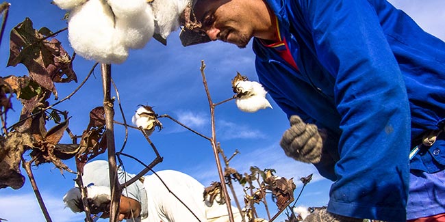Cotton pickers in action. Illustration for the Dutch Agreement on Sustainable Garments and Textile.